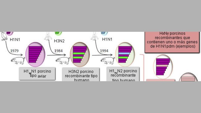 Virus de la gripe porcina detectados en cerdos europeos en 2014