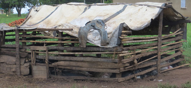 Ejemplo de un alojamiento porcino precario en Uganda