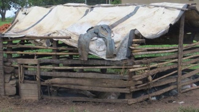 Ejemplo de un alojamiento porcino precario en Uganda