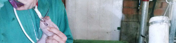 El aplicador se acopla a la botella a través de un tubo bastante largo, lo que facilita el suministro desde cualquier posición alrededor del carro.