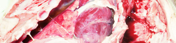 chronic fibrous pleurisy in a weaned pig