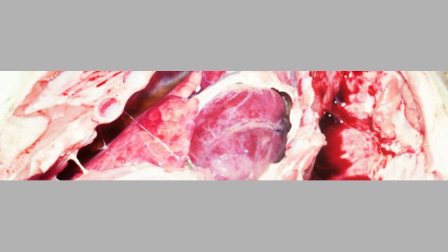chronic fibrous pleurisy in a weaned pig