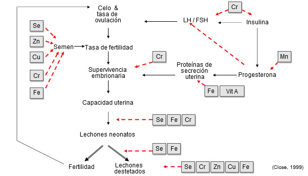 Componentes de la productividad de la cerda. Papel de los elementos traza.