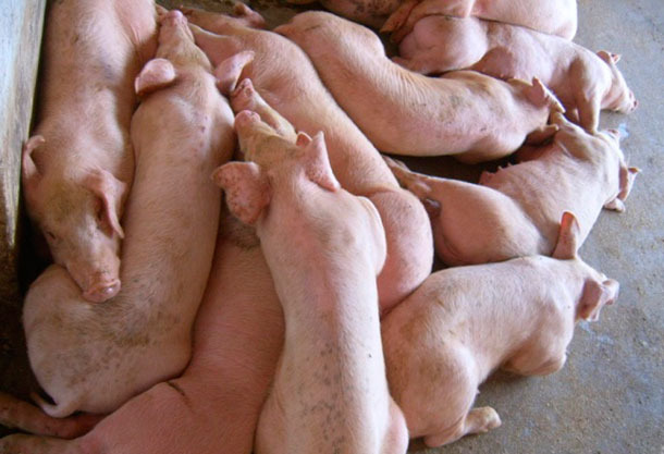 Cerdos afectados por HP-PRRSv