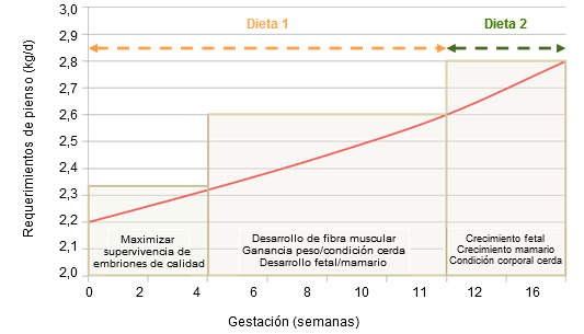 Prioridades en la alimentación de la cerda en gestación