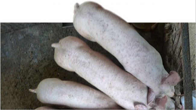 Es normal encontrar cerdos con pesos heterogéneos en las granjas afectadas por ES-PCV2 y PCV2-SI