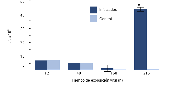 Supervivencia intracelular de H parasuis en los macrófagos alveolares porcinos recogidos de cerdos previamente infectados con PRRSv