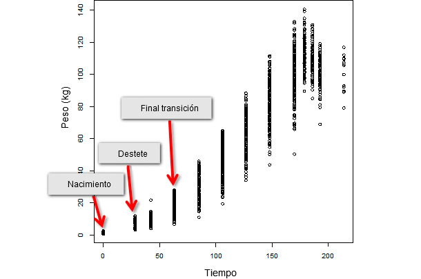 Evolución del peso vivo a lo largo del tiempo de una población entera de destete constituida por 347 animales