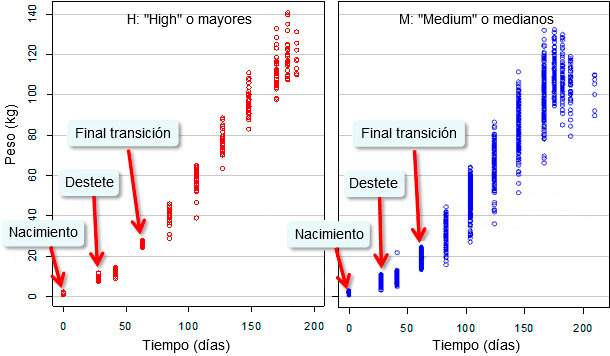 Evolución del peso vivo