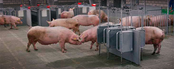 Con el fin de formular con precisión los piensos para cerdos, se han desarrollado sistemas de alimentación que predicen la cantidad de energia suministrada por el pienso