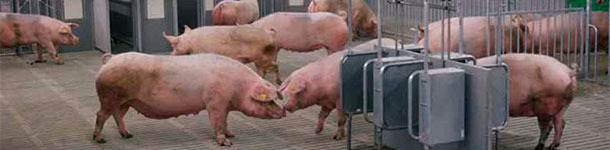 Con el fin de formular con precisi&oacute;n los piensos para cerdos, se han desarrollado sistemas de alimentaci&oacute;n que predicen la cantidad de energia suministrada por el pienso