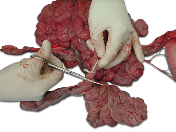 Ligar el tramo del intestino por los extremos antes de cortar.