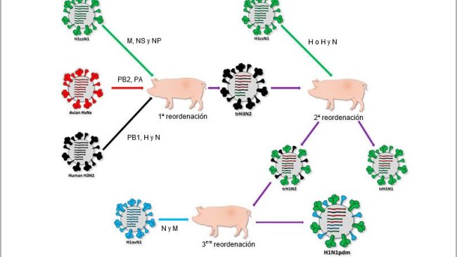 Origen de la cepa causante de la pandemia de 2009 H1N1pdm