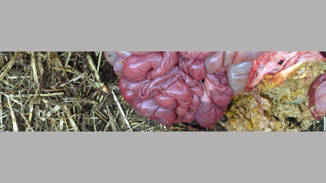 Intestino delgado hemorrágico con estómago normalmente lleno de pienso.