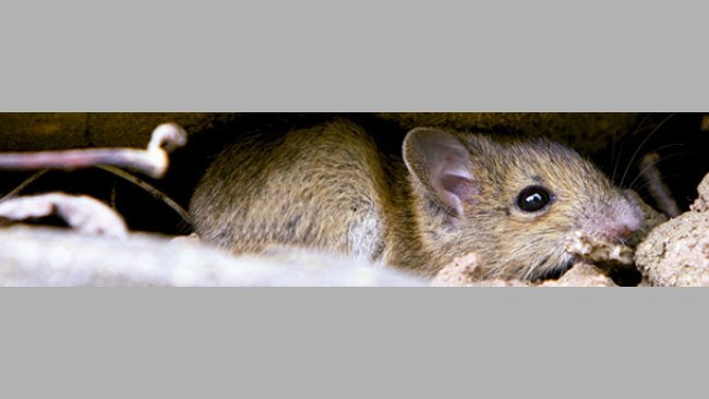 Rattus norvegicus