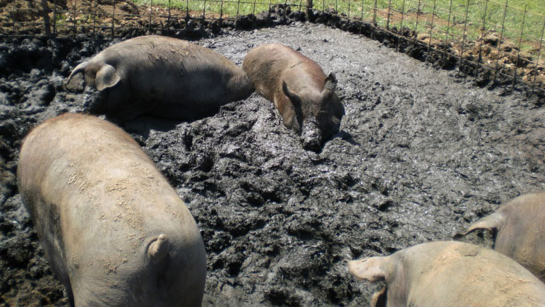 Cerdo ibérico que se crea su zona húmeda para echarse en una parcela exterior.