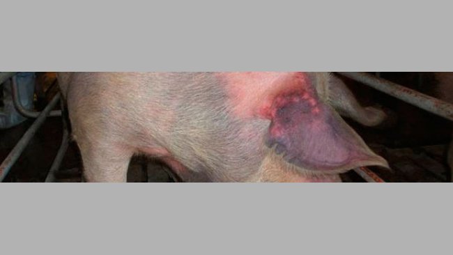 Cerda no expuesta infectada por vía natural con PRRSV tipo 1 que muestra cianosis en las orejas