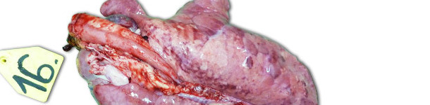 Pulmones de un lech&oacute;n sacrificado 14 d&iacute;as PI, inoculado con una cepa de alta patogenicidad tipo I subtipo 3 Lena