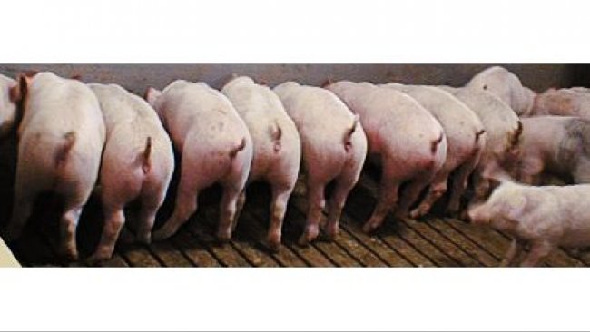 Inmunidad postdestete frente a E. coli 