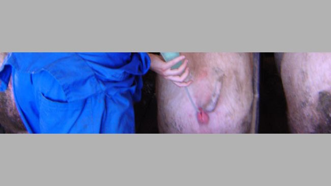 Inseminación artificial de una cerda