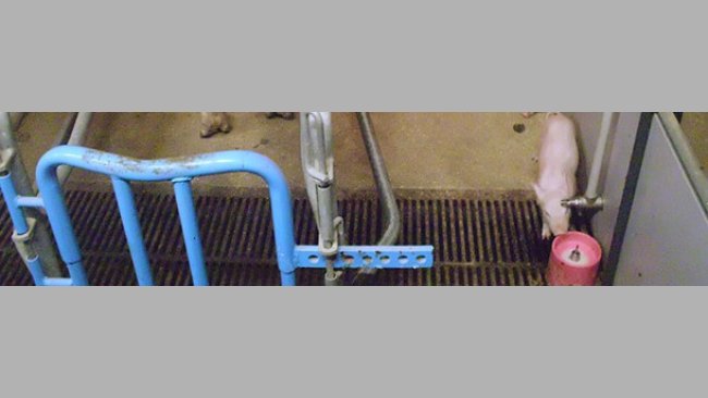 Administrar leche artificial a los lechones desde los primeros días de vida es una de las opciones que tenemos para gestionar la prolificidad.  En estos sistemas la higiene de todo el proceso es clave para evitar patologías digestivas.