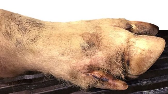 Se detectan algunas pequeñas lesiones interdigitales, en las almohadillas plantares y en las bandas coronarias