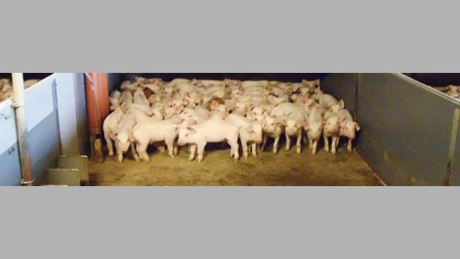 Los suelos con una parte de slat y una parte sólida son ya bastante comunes en muchas granjas. En algunos países son obligatorios