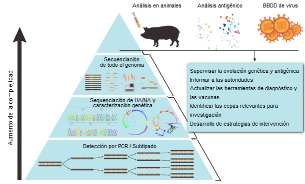 Método sistemático de vigilancia del virus de la influenza A en porcino