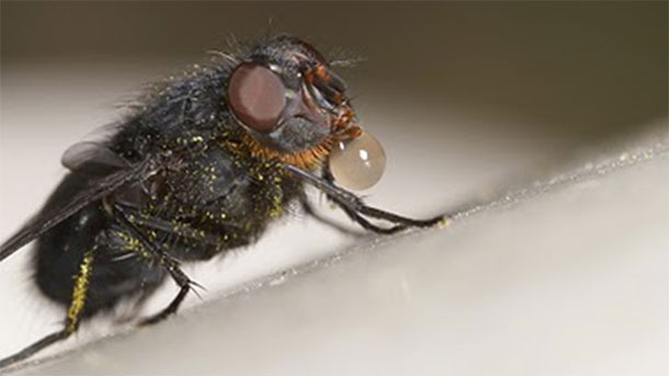 La mosca arroja saliva sobre el alimento para disolverlo y después lo succiona con la trompa