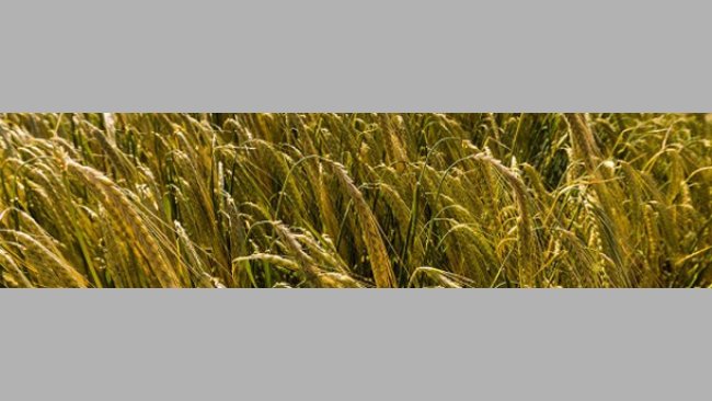 Esperando la presion de cosecha