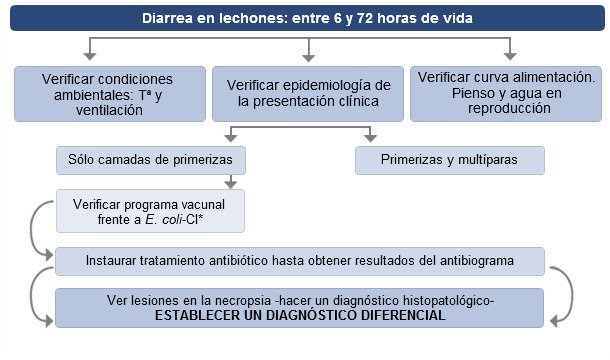 Toma de decisiones ante diarreas en lechones hasta 72 horas de vida