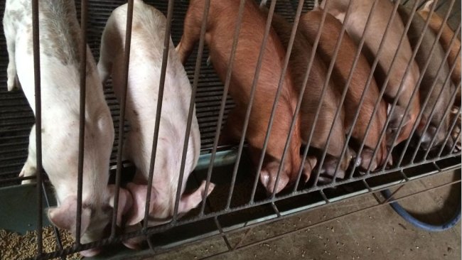 Manejo nutricional en la transición