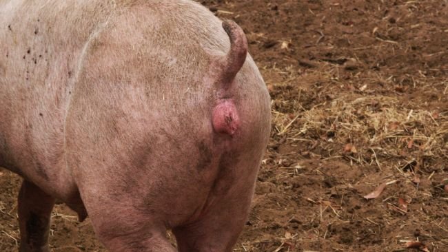 Celo en una nulípara sincronizada con altrenogest