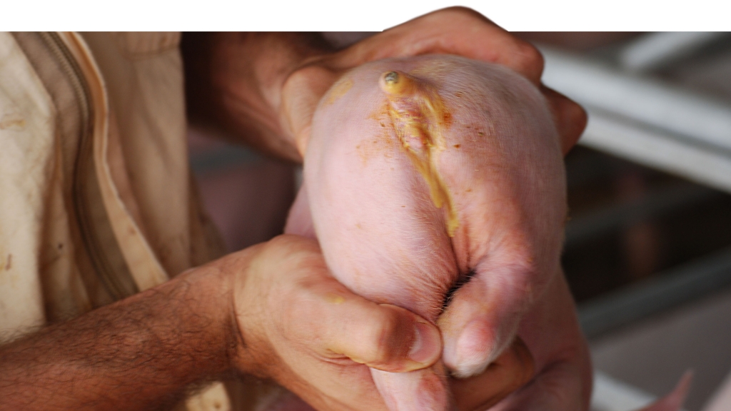 Diarrea neonatal causada por E. Coli. (Cortesía Dr Hector Patullo)