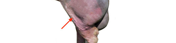 Presencia de varices en un verraco