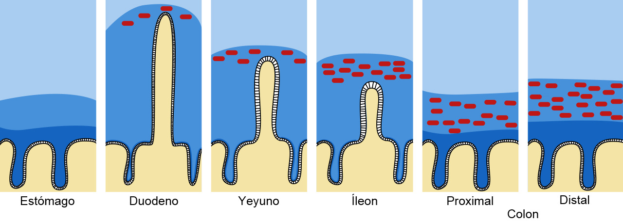 Barrera de moco y mucina en el tracto intestinal