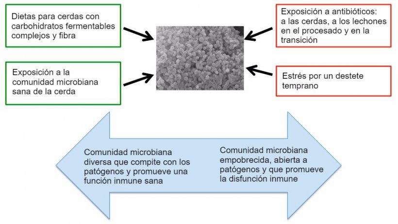 Figura 2. Factores que influencian sobre el desarrollo de un microbioma sano.
