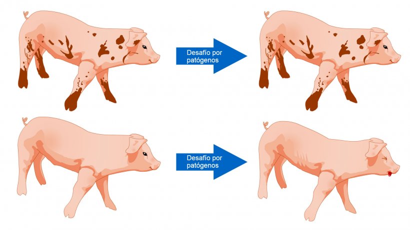 Figura 1. Los cerdos expuestos a un ambiente con m&aacute;s microbios est&aacute;n m&aacute;s preparados para tolerar un desaf&iacute;o sanitario como resultado de una comunidad microbiana diversa y un sistema inmune m&aacute;s robusto.
