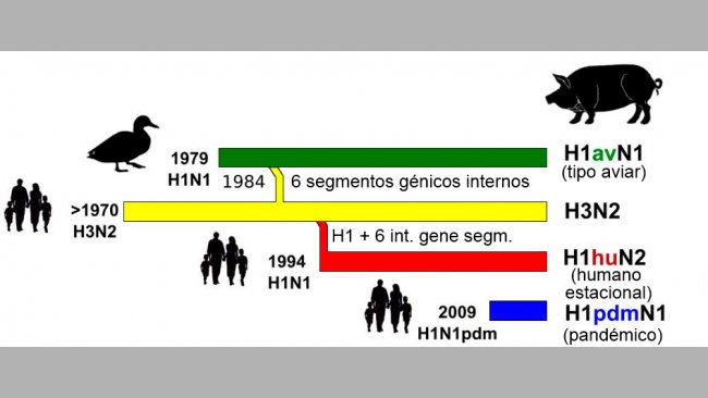 Figura 1. Historia y origen de los virus de influenza porcina tipo A (IAV) que actualmente circulan en Europa. N&oacute;tese que ninguno de estos IAV porcinos tiene su origen en el cerdo.
