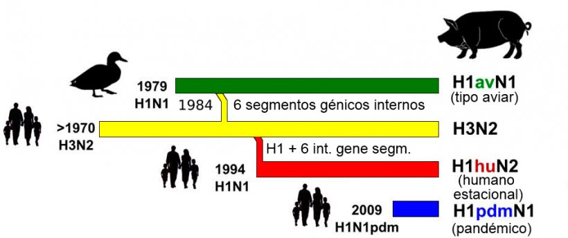 Figura 1. Historia y origen de los virus de influenza porcina tipo A (IAV) que actualmente circulan en Europa. N&oacute;tese que ninguno de estos IAV porcinos tiene su origen en el cerdo.

