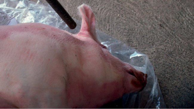 Figura 4. Uso de una escopeta a distancia corta en un cerdo tumbado, apuntando detr&aacute;s de la oreja hacia el ojo opuesto.
