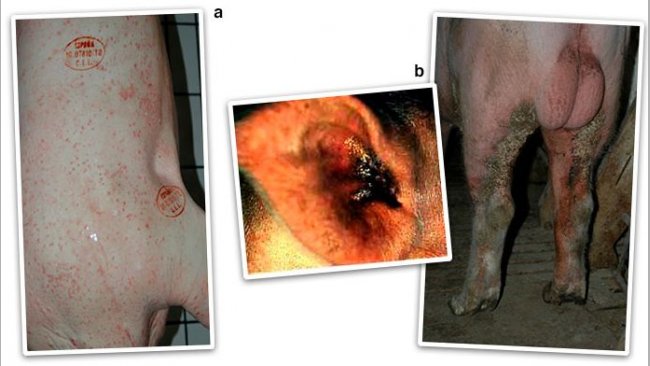 Figura 2. Forma al&eacute;rgica o eritematosa (p&aacute;pulas y zonas enrojecidas en la piel) (a) y forma cr&oacute;nica o hiperquerat&oacute;sica (b).
