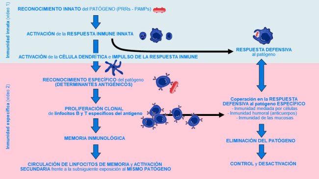 Figura 1. Fase de inicio, activación y progresión de la inmunidad innata y específica contra un patógeno.