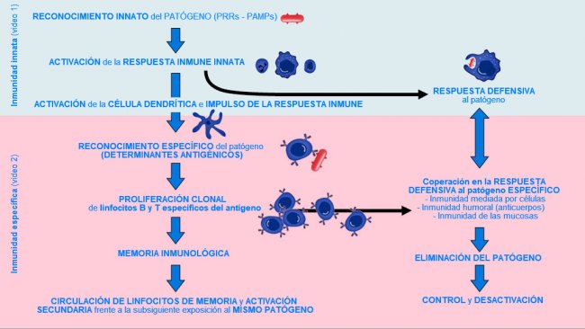 Figura 1. Fase de inicio, activaci&oacute;n y progresi&oacute;n de la inmunidad innata y espec&iacute;fica contra un pat&oacute;geno.
