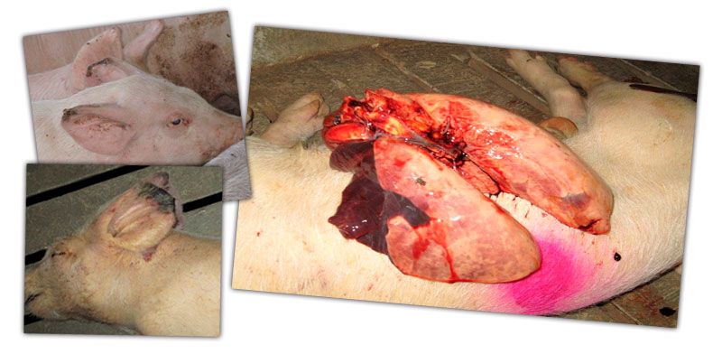 Imagen 2: Lesiones en cebo: Necrosis punta de las orejas y neumon&iacute;a en l&oacute;bulos craneal y medial.
