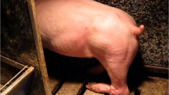 Figura 3. Par&aacute;lisis de la pata trasera como resultado de un nervio da&ntilde;ado al levantar al animal de una pata trasera torciendola.
