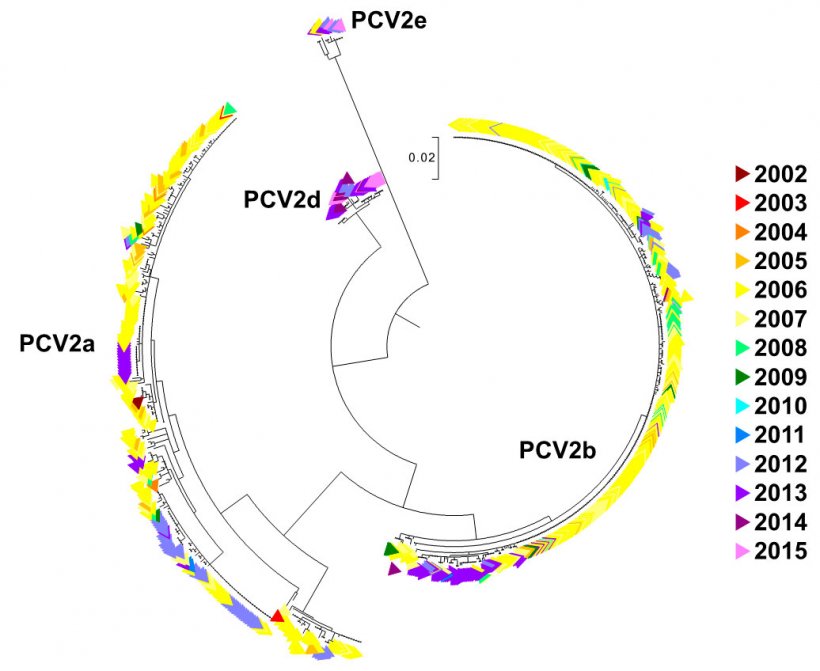 Figura 2. &Aacute;rbol filogen&eacute;tico de m&aacute;xima verosimilitud. Las 729 secuencias ORF2 de la base de datos UMV-VDL PCV2 con c&oacute;digo de color seg&uacute;n el a&ntilde;o. Se observan los genotipos.
