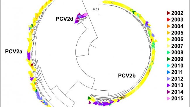 Figura 2. &Aacute;rbol filogen&eacute;tico de m&aacute;xima verosimilitud. Las 729 secuencias ORF2 de la base de datos UMV-VDL PCV2 con c&oacute;digo de color seg&uacute;n el a&ntilde;o. Se observan los genotipos.
