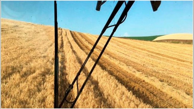 Imagen 1: Cosecha de cebada en C&oacute;rdoba, 4000 kg/ha
