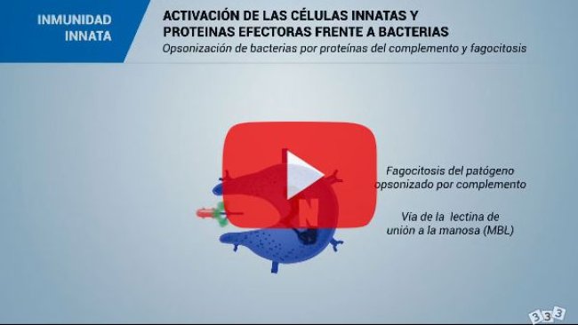 El sistema inmunitario y la inmunidad en el cerdo: Inmunidad innata